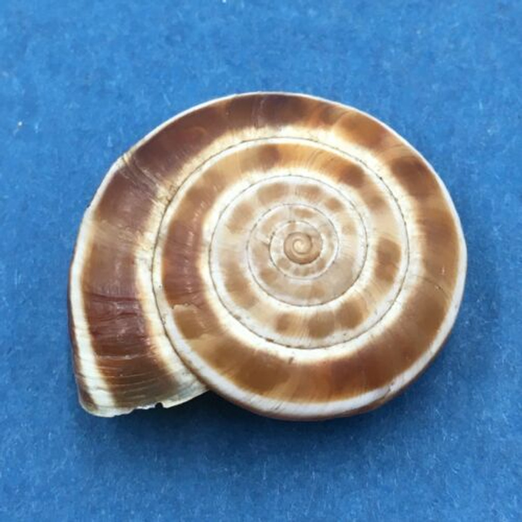 #7 Laeocathaica distinguenda 26.4mm China Camaenidae