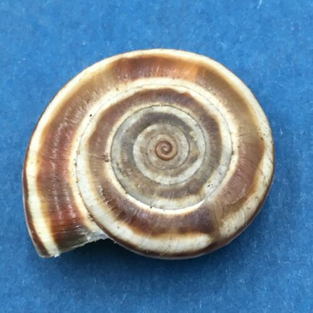 #8 Laeocathaica distinguenda 23.9mm China Camaenidae