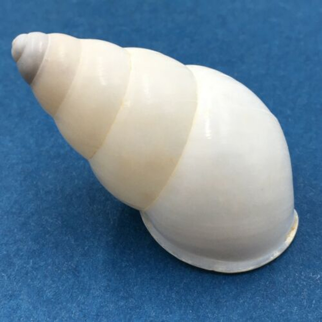 #1 Helicostyla concinna 41.8mm Cagayan, Luzon, Philippines, 1989 Camaenidae