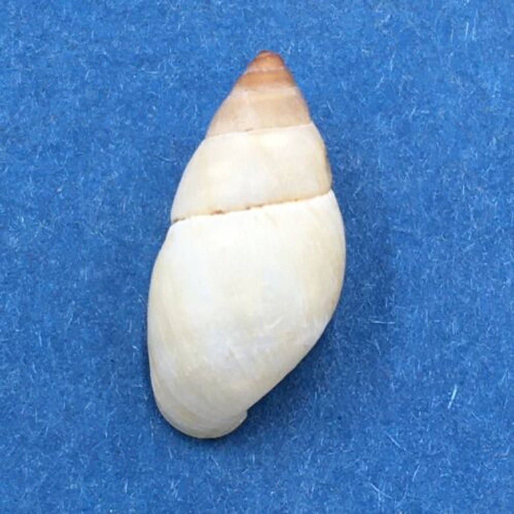 #3 Bulimulus guadalupensis 17.5mm Port Antonio, Jamaica, 1966, Bulimulidae