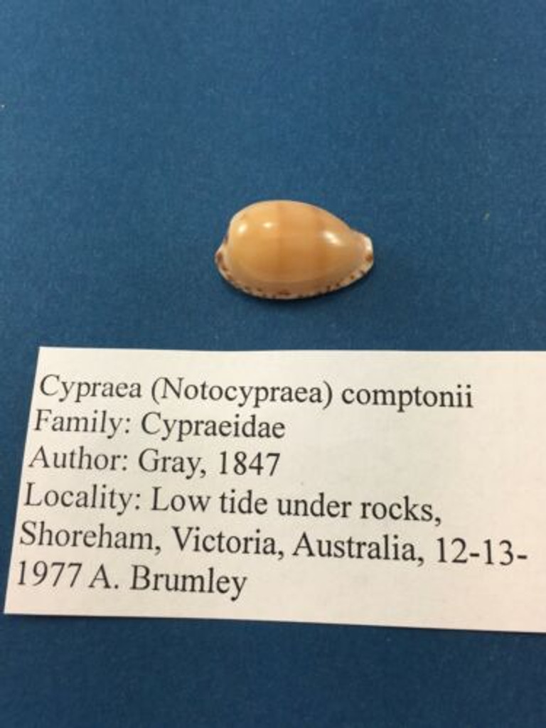 #9 Cypraea (Notocypraea) comptonii 21.4mm Victoria Australia Low Tide Under Rocks