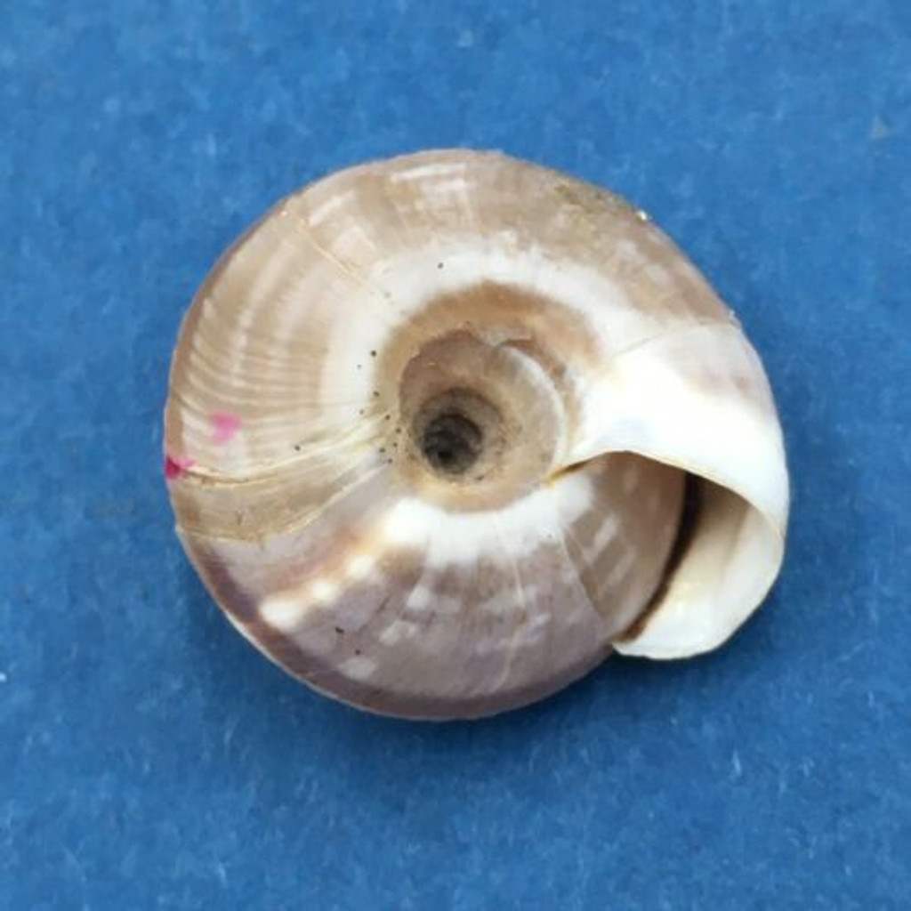 #7 Laeocathaica polytyla 16.9mm China Camaenidae