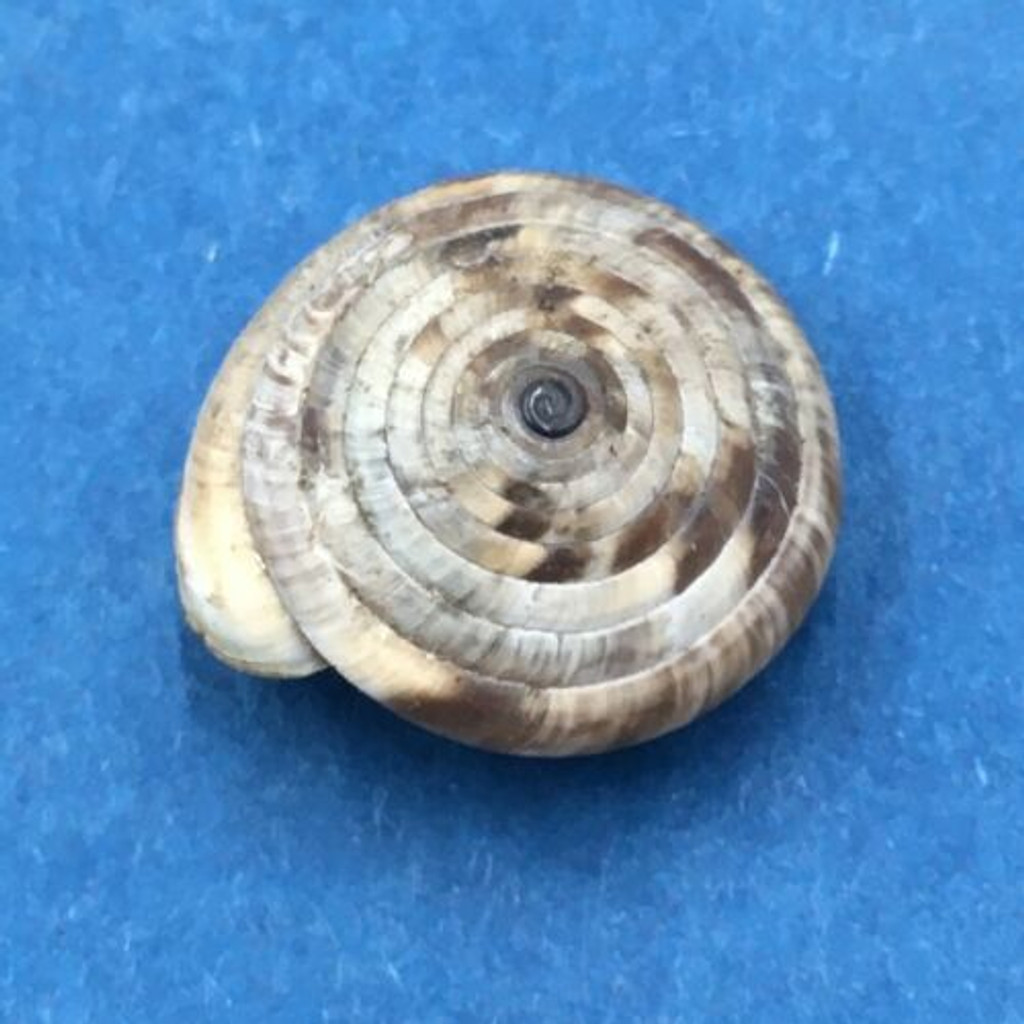 #9 Laeocathaica polytyla 15.5mm China Camaenidae