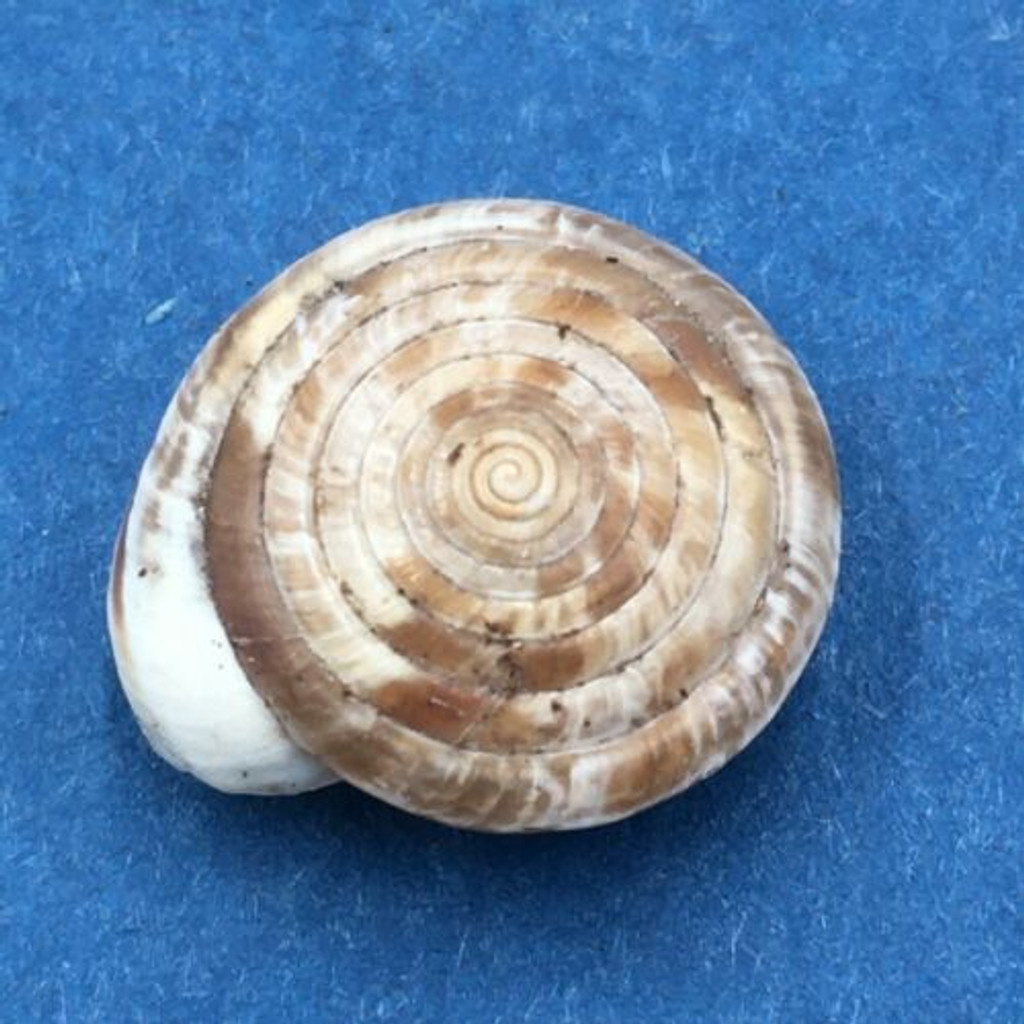 #10 Laeocathaica polytyla 15.5mm China Camaenidae