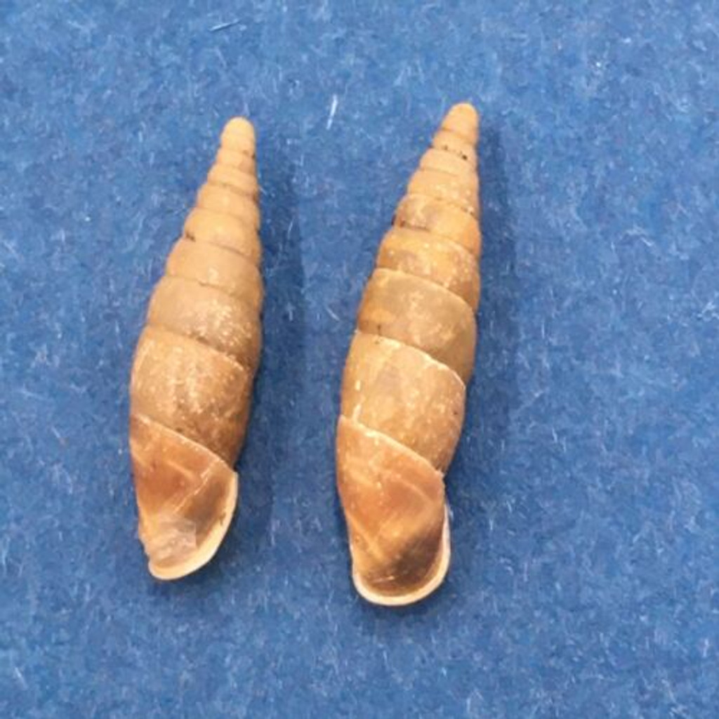 #1 Cochlodina laminata 14-16mm S. Belgium Between Virton & Torgny On Trees