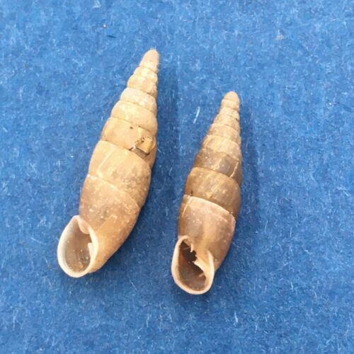 #2 Cochlodina laminata 13-15mm S. Belgium Between Virton & Torgny On Trees