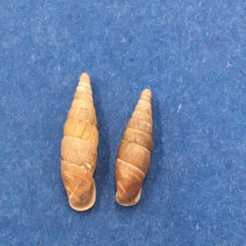 #2 Cochlodina laminata 13-15mm S. Belgium Between Virton & Torgny On Trees