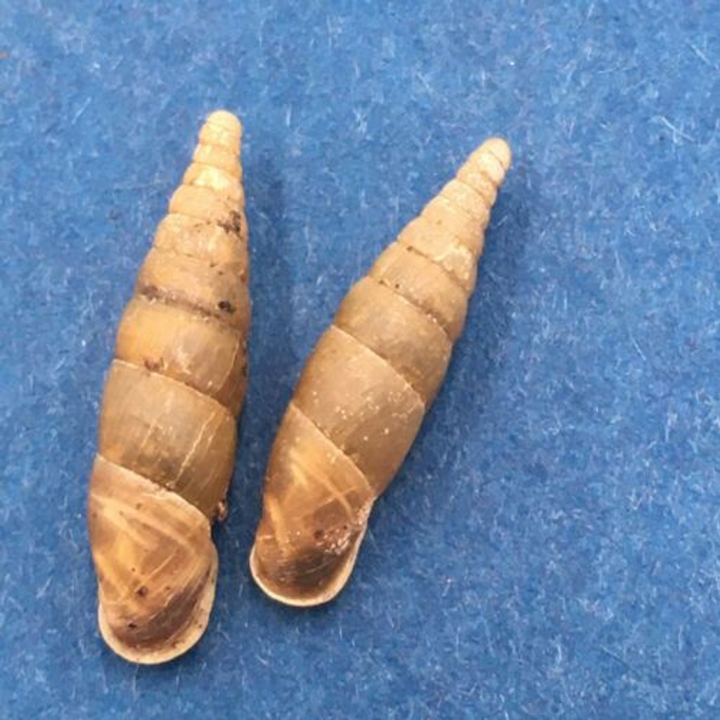 #4 Cochlodina laminata 14-15mm S. Belgium Between Virton & Torgny On Trees