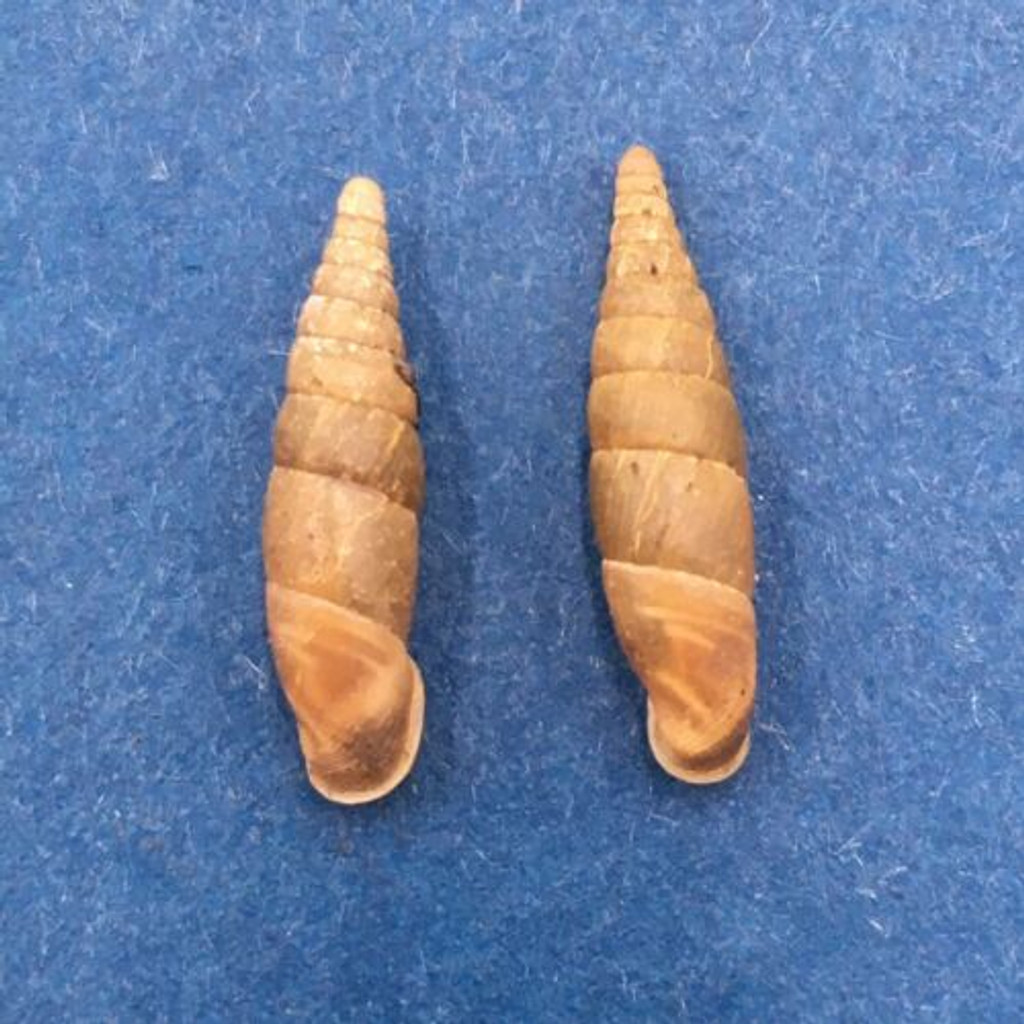 #6 Cochlodina laminata 15-15.5mm S. Belgium Between Virton & Torgny On Trees