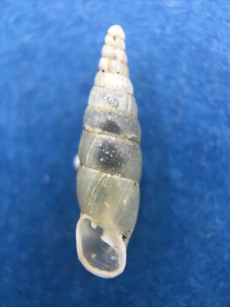 #8 Cochlodina laminata ALBINO 14.2mm S. Belgium Between Virton & Torgny On Trees