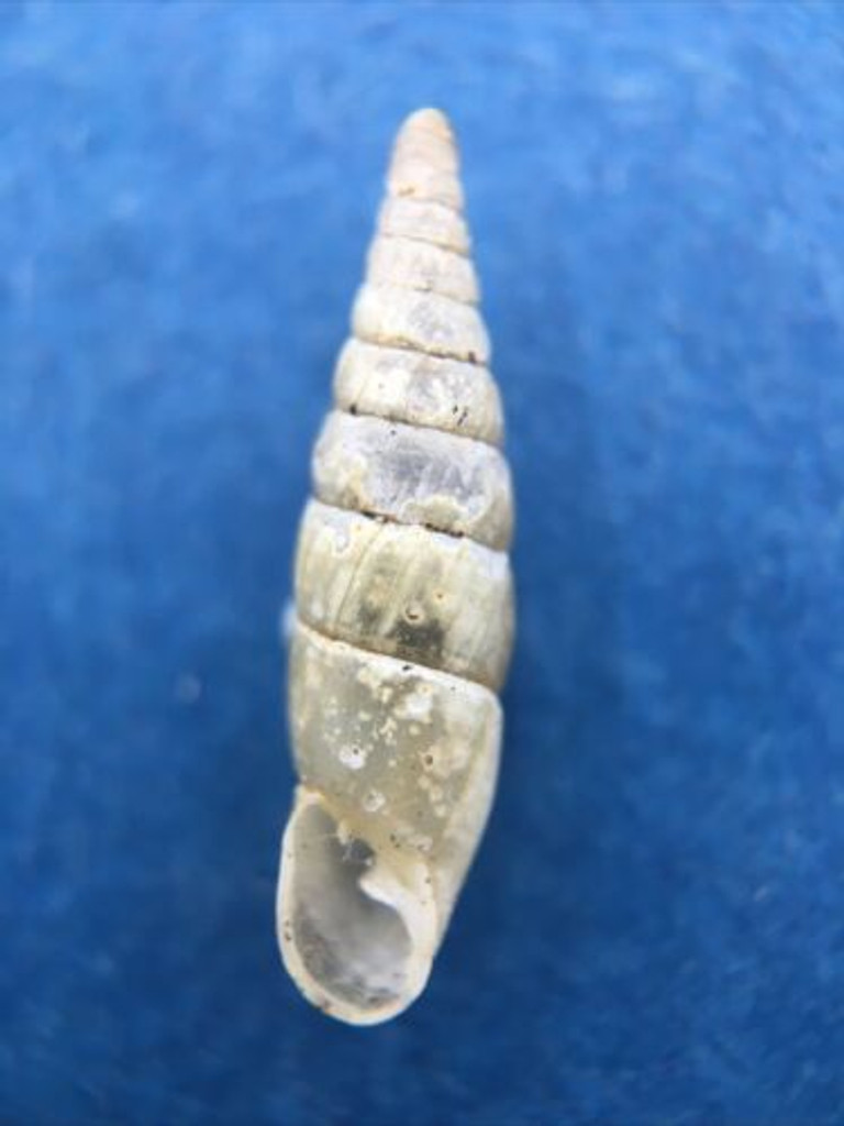 #11 Cochlodina laminata ALBINO 14.7mm Belgium Between Virton & Torgny On Trees