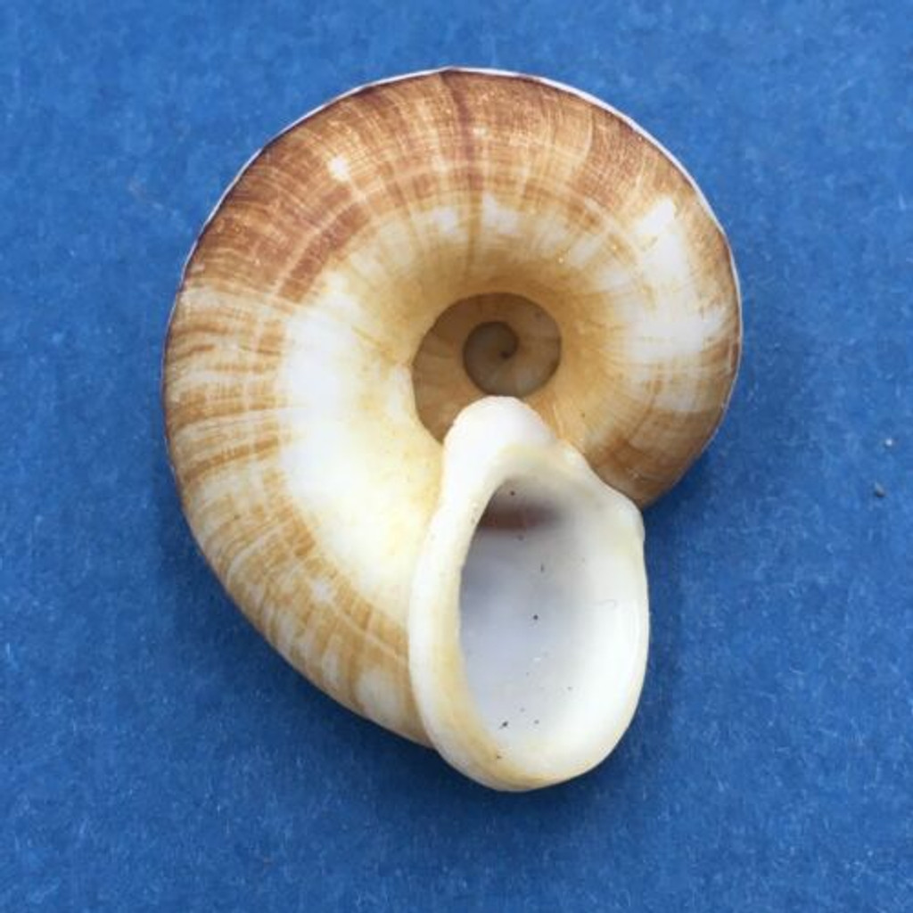 #15 Cyclophorus daraganicus 28.2mm South Luzon, Philippines