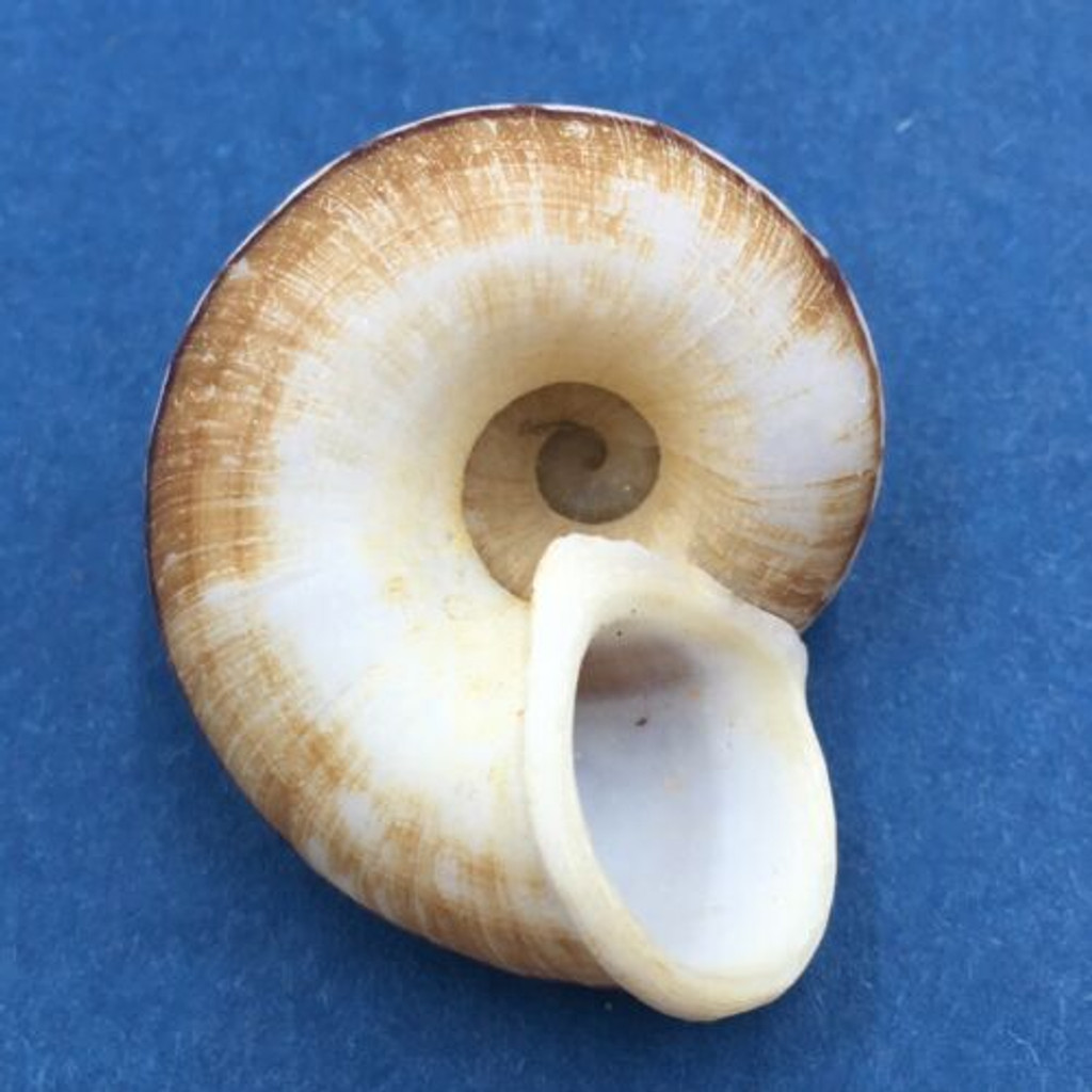 #21 Cyclophorus daraganicus 30.4mm South Luzon, Philippines