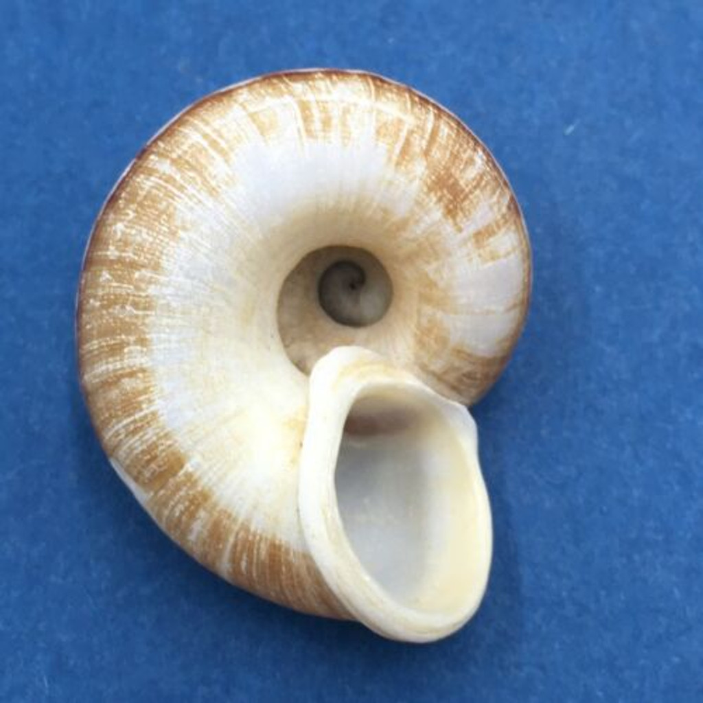 #6 Cyclophorus daraganicus 30.6mm South Luzon, Philippines