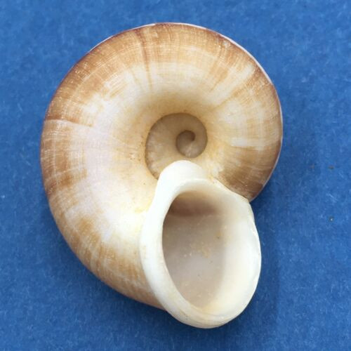 #37 Cyclophorus daraganicus 27.7mm South Luzon, Philippines