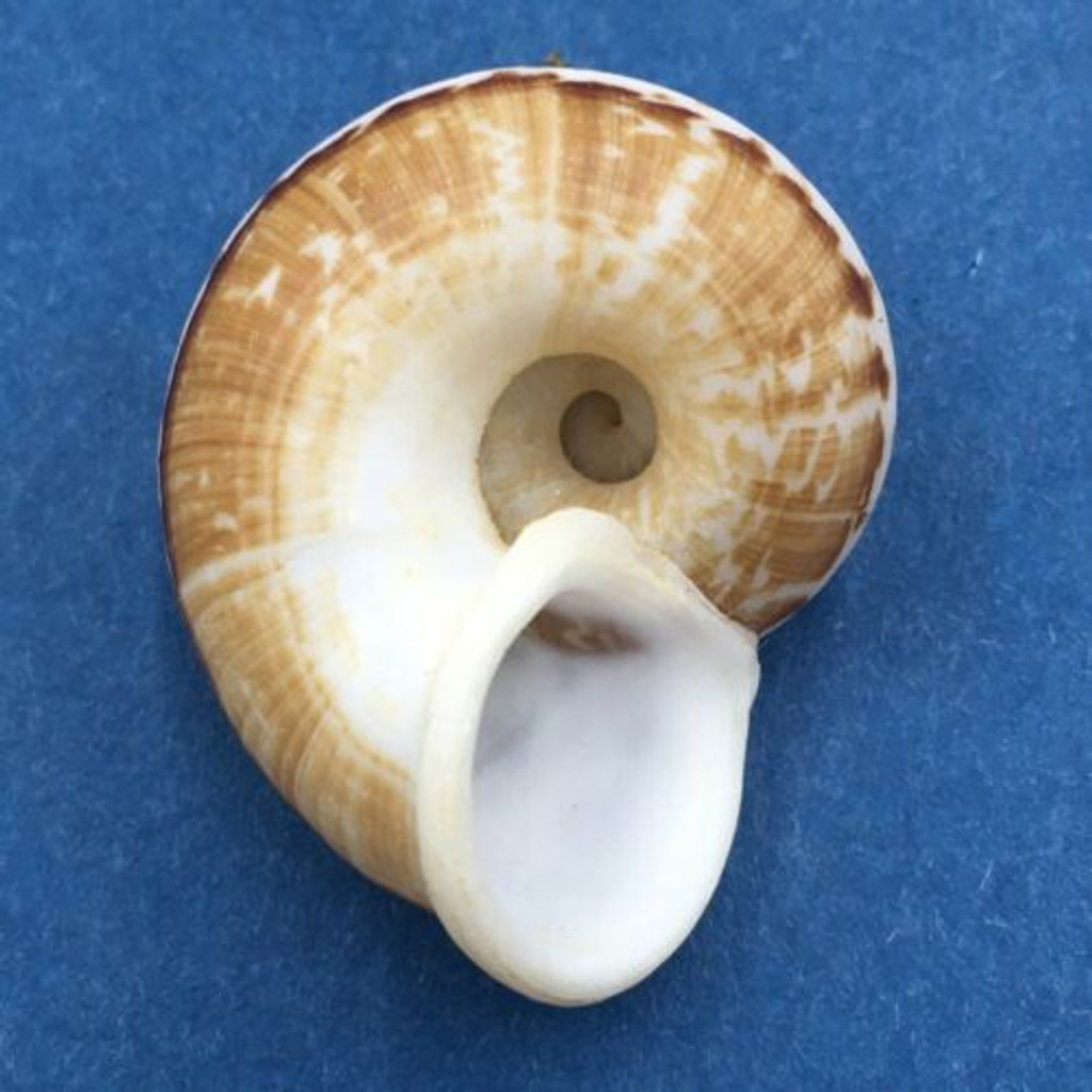 #38 Cyclophorus daraganicus 28.3mm South Luzon, Philippines