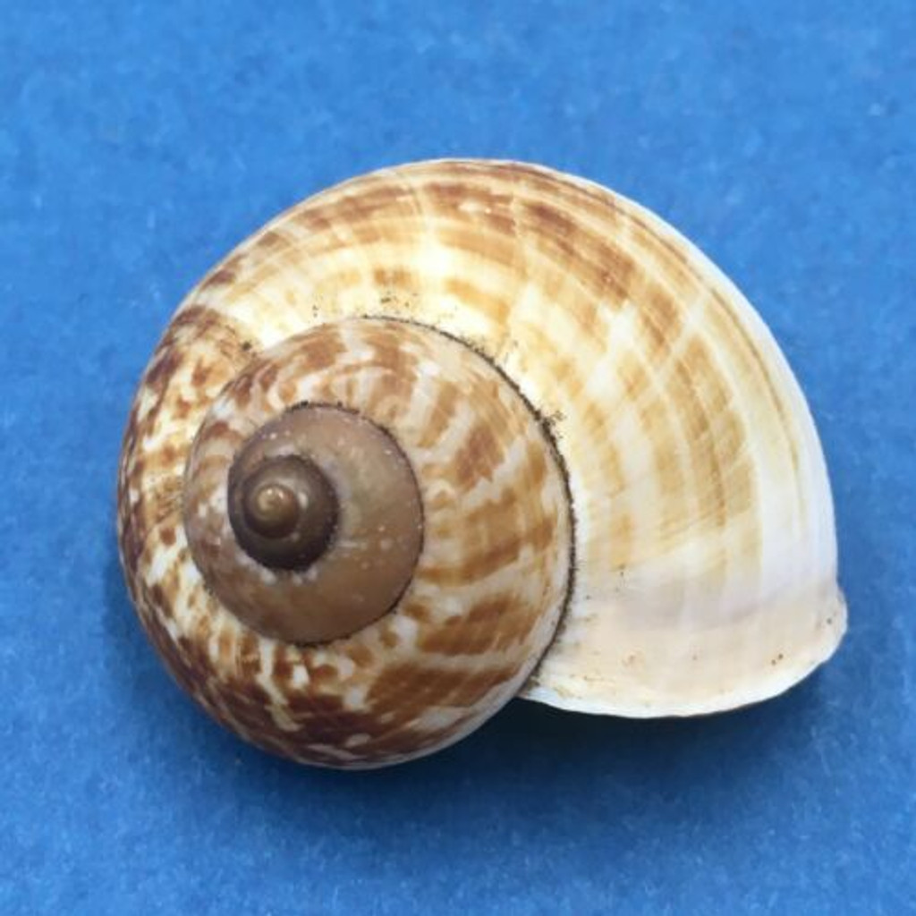 #4 Aulopoma grande 29.3mm Sri Lanka Cyclophoridae