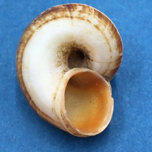 #23 Aulopoma grande 29.2mm Sri Lanka Cyclophoridae