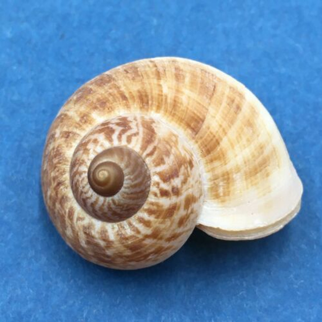 #27 Aulopoma grande 29.1mm Sri Lanka Cyclophoridae