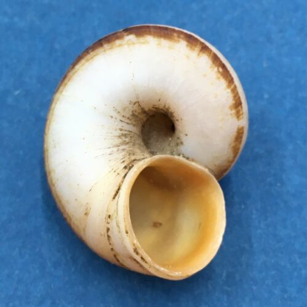 #2 Cyclophorus involutus 27.6mm Sri Lanka Cyclophoridae