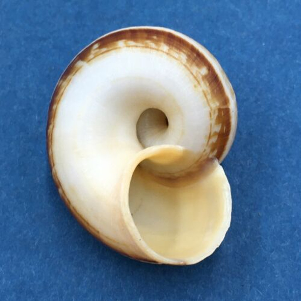 #17 Aulopoma grande 29.9mm Sri Lanka Cyclophoridae