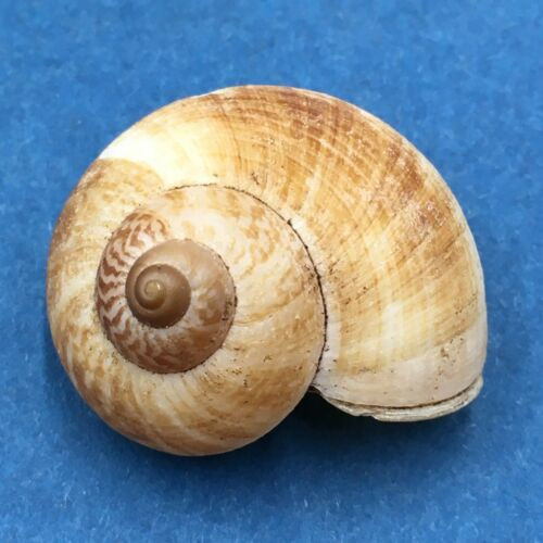 #21 Aulopoma grande 26.6mm Sri Lanka Cyclophoridae