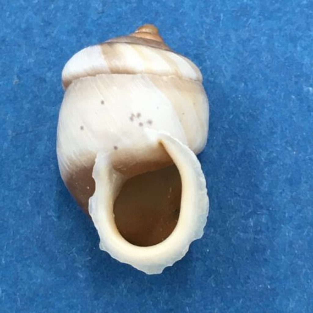 #10 Pupinidius pupinella 18.3mm South Gansu, China, On Rocks Enidae