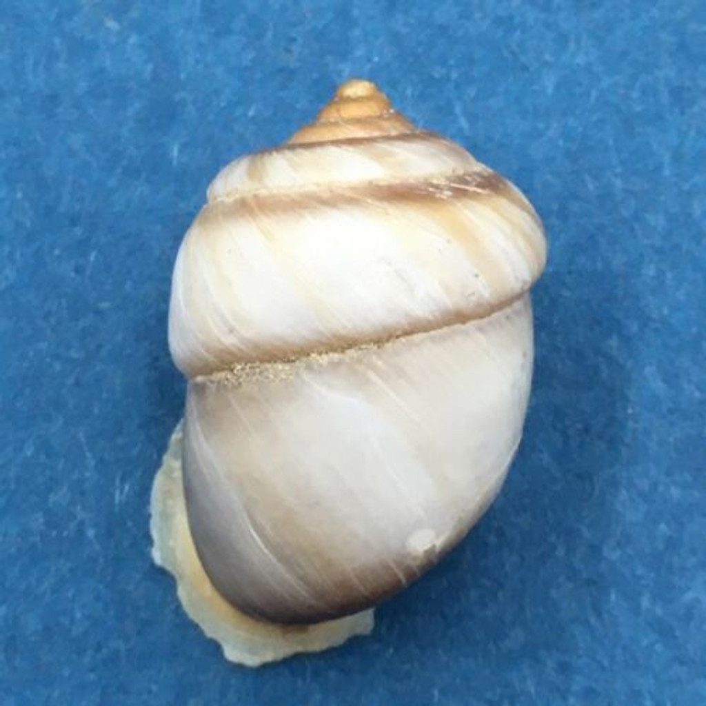 #10 Pupinidius pupinella 18.3mm South Gansu, China, On Rocks Enidae