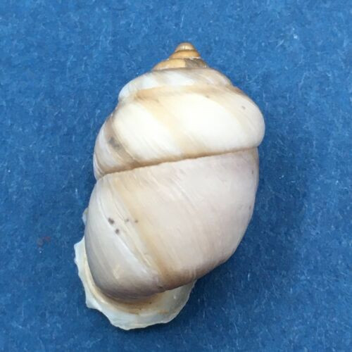 #17 Pupinidius pupinella 19.3mm South Gansu, China, On Rocks Enidae