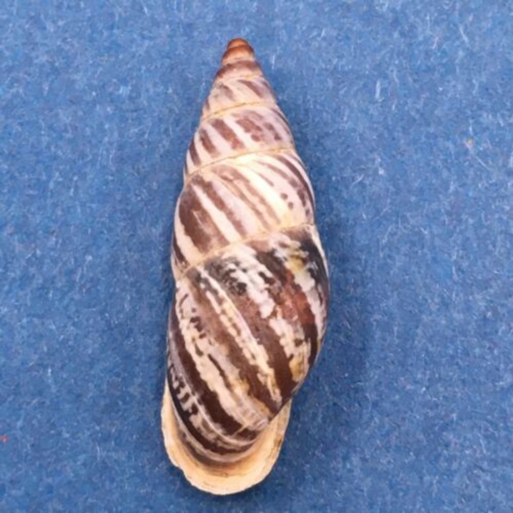 #3 Pseudonapaeus ottonis 21mm South Gansu, China, Enidae