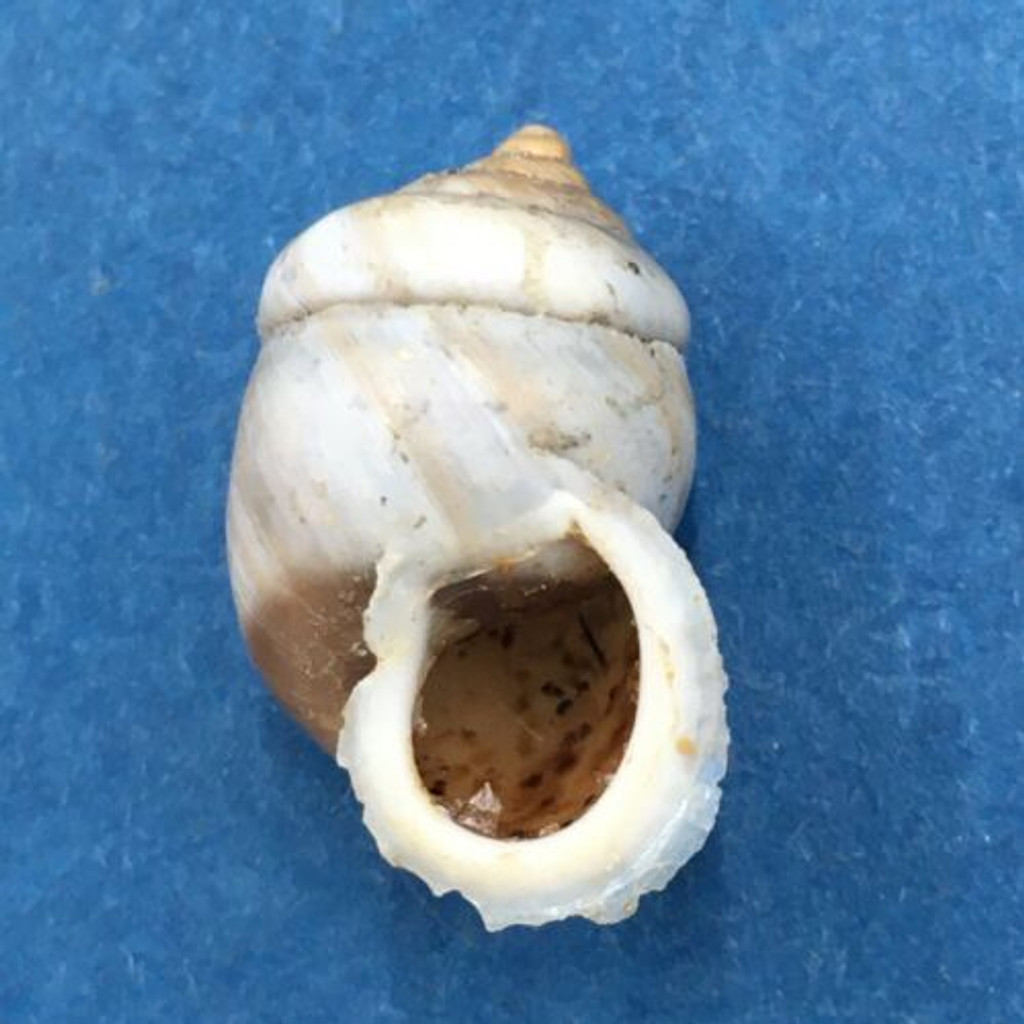 #3 Pupinidius pupinella 18mm South Gansu, China, On Rocks Enidae