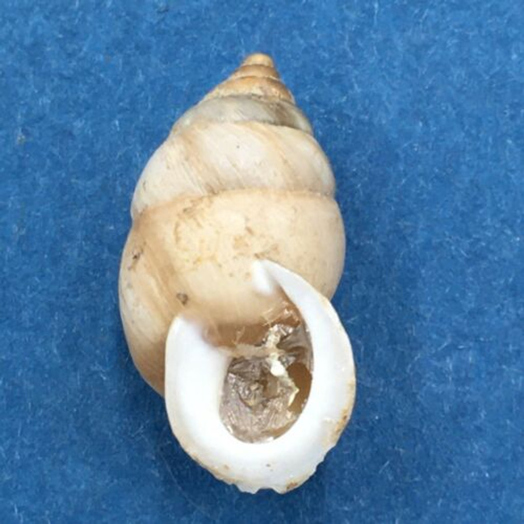 #7 Pupinidius pupinella 18.7mm South Gansu, China, On Rocks Enidae