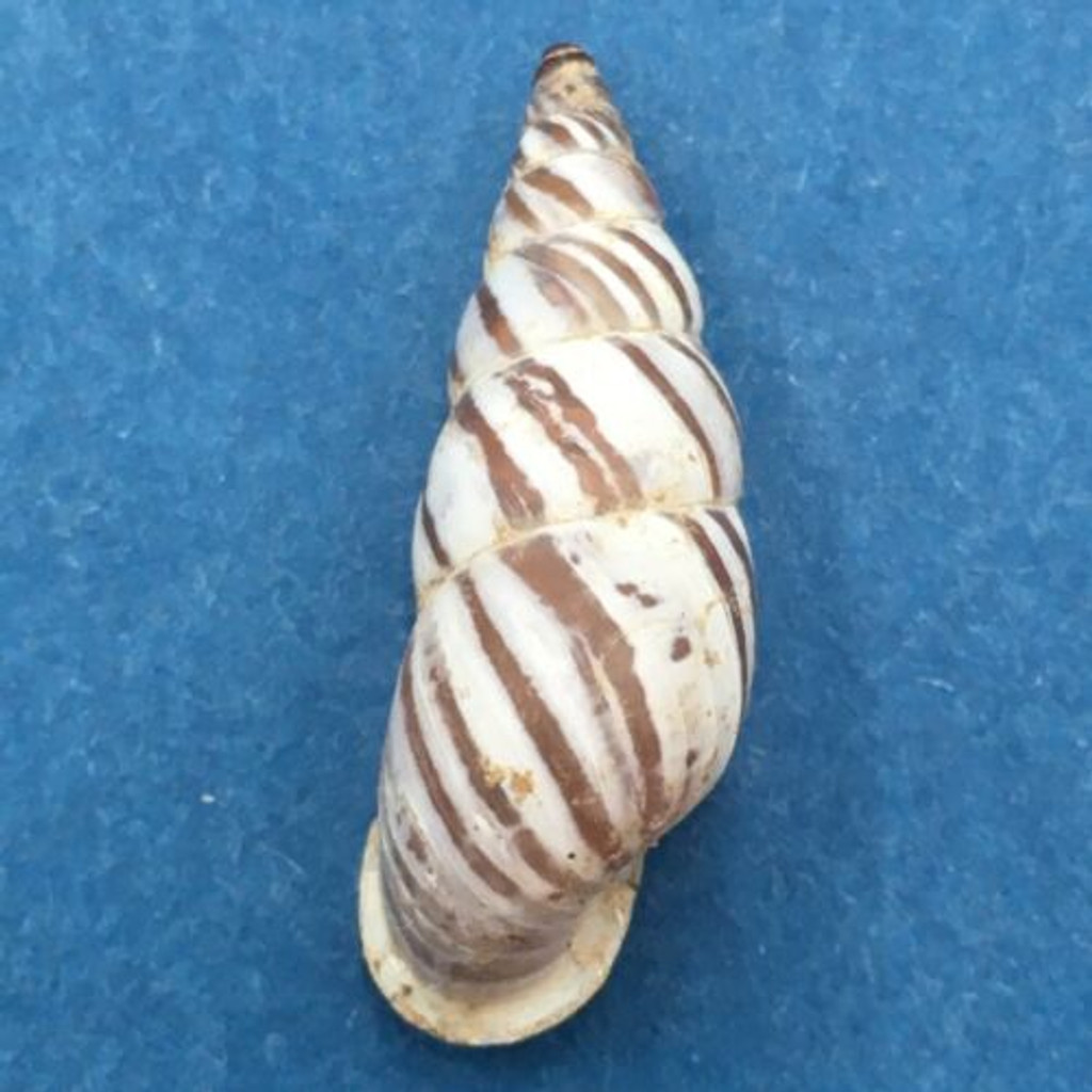 #11 Pseudonapaeus beresowskii 24.2mm China Enidae