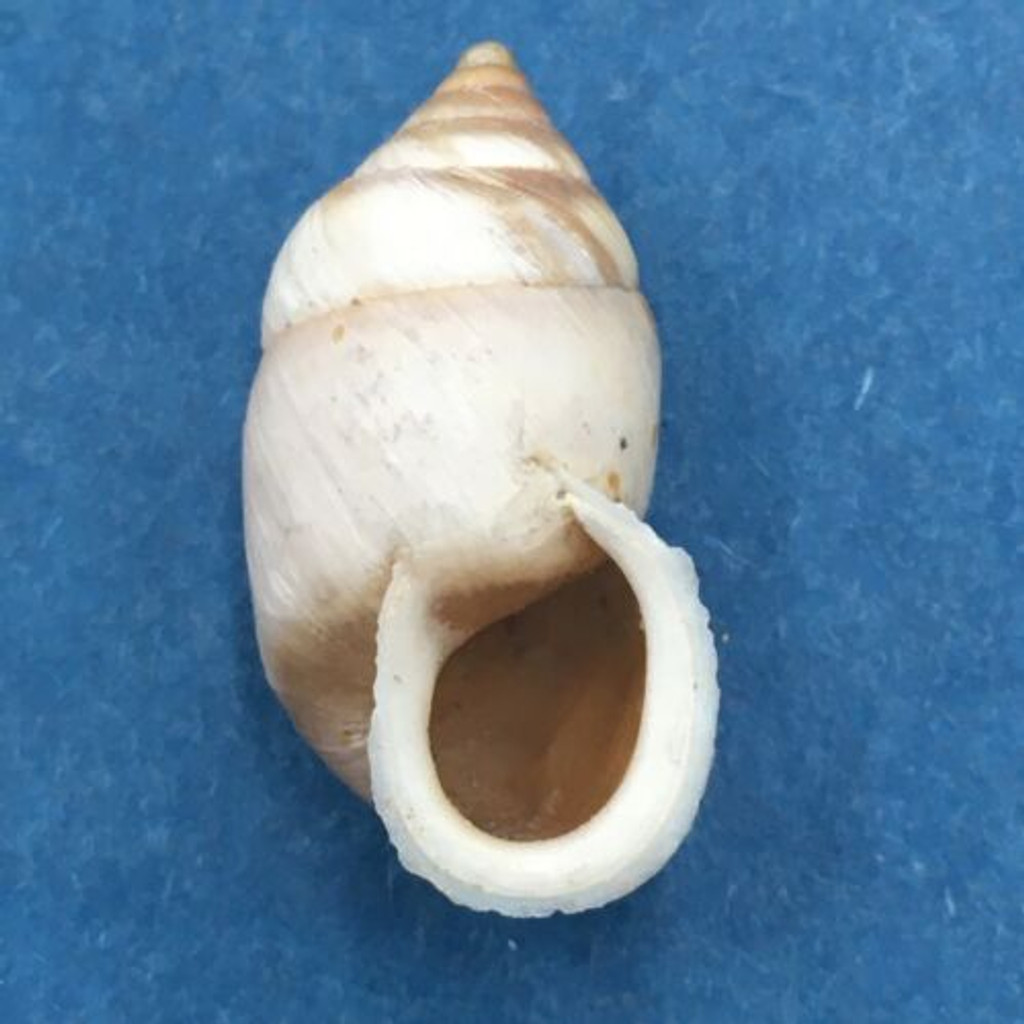 #1 Pupinidius pupinella altispirus 21.5mm South Gansu, China Enidae