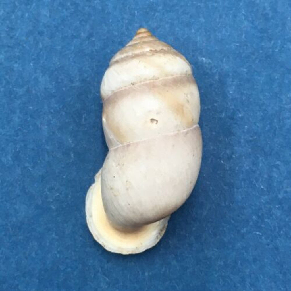 #6 Pupinidius pupinella altispirus 22.8mm South Gansu, China Enidae