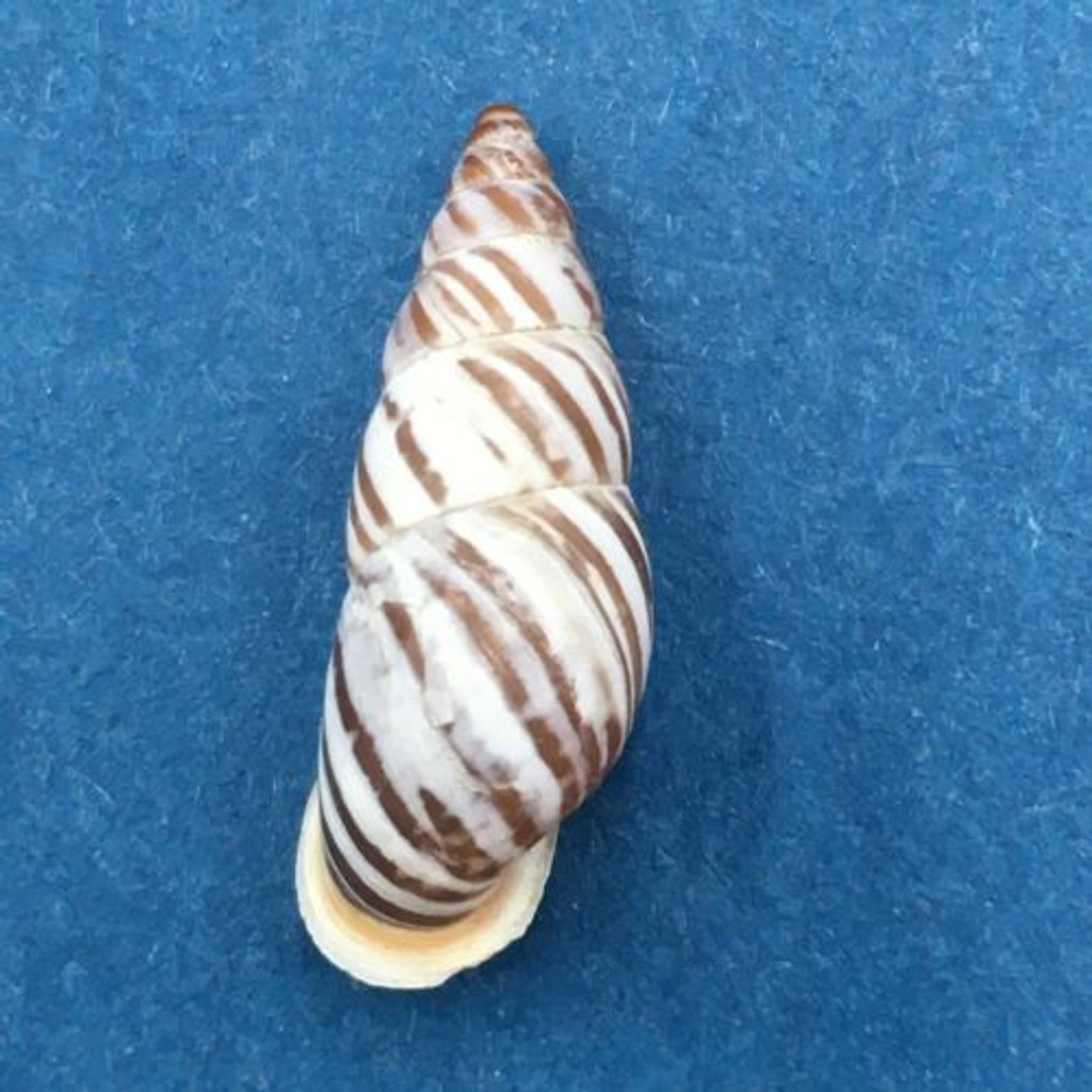 #2 Pseudonapaeus beresowskii 20.7mm China Enidae