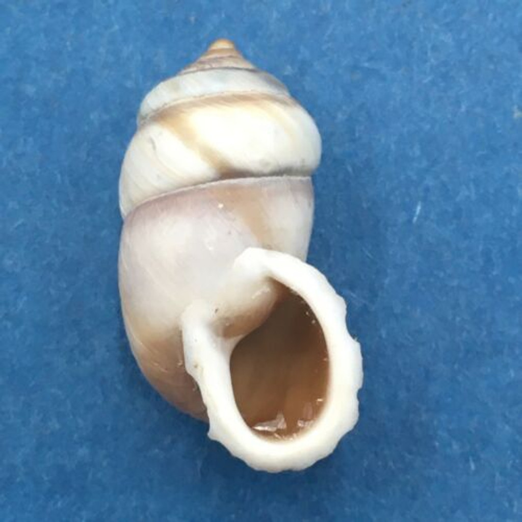 #10 Pupinidius pupinella altispirus 21.8mm South Gansu, China Enidae