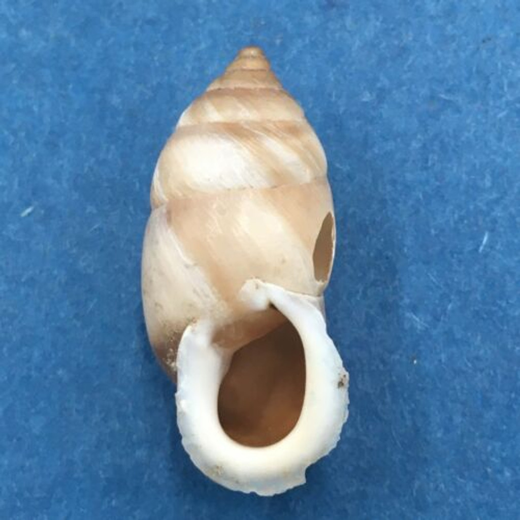 #13 Pupinidius pupinella altispirus 22.2mm South Gansu, China Enidae HOLE