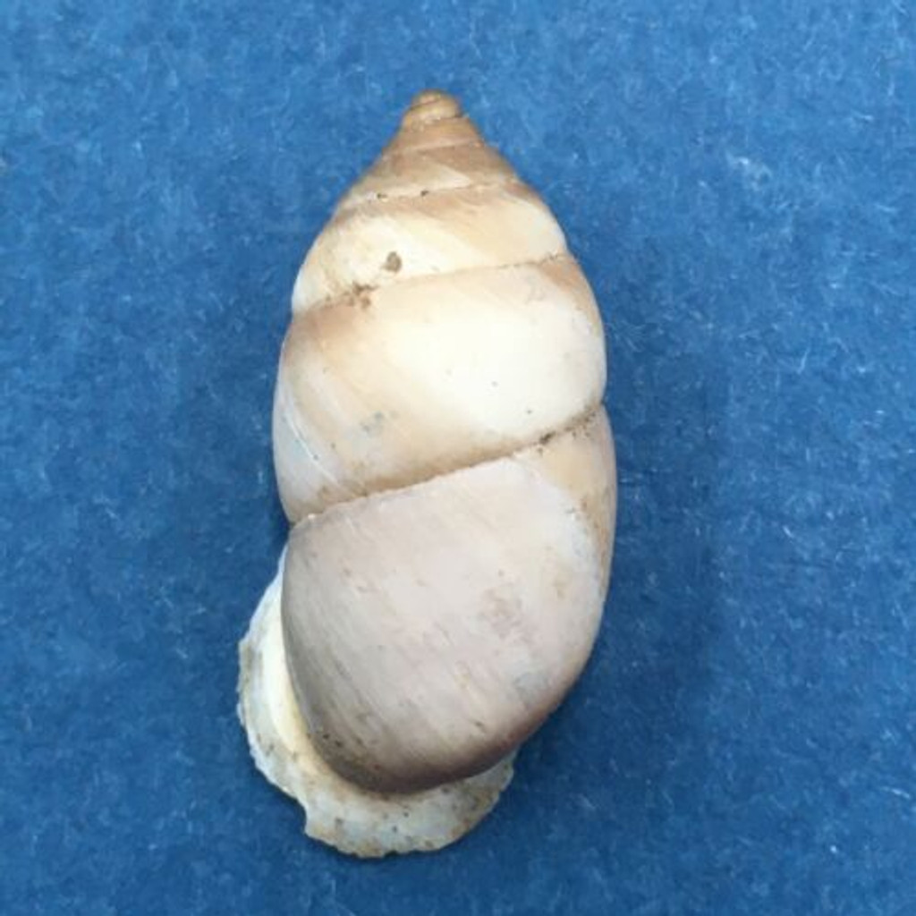 #13 Pupinidius pupinella altispirus 22.2mm South Gansu, China Enidae HOLE