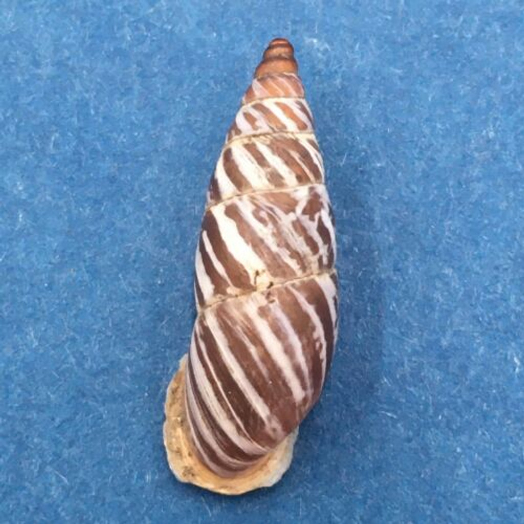 #9 Pseudonapaeus beresowskii 22.8mm China Enidae