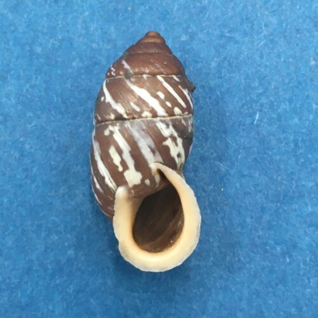 #11 Pupinidius obrutschewi 21mm China Enidae