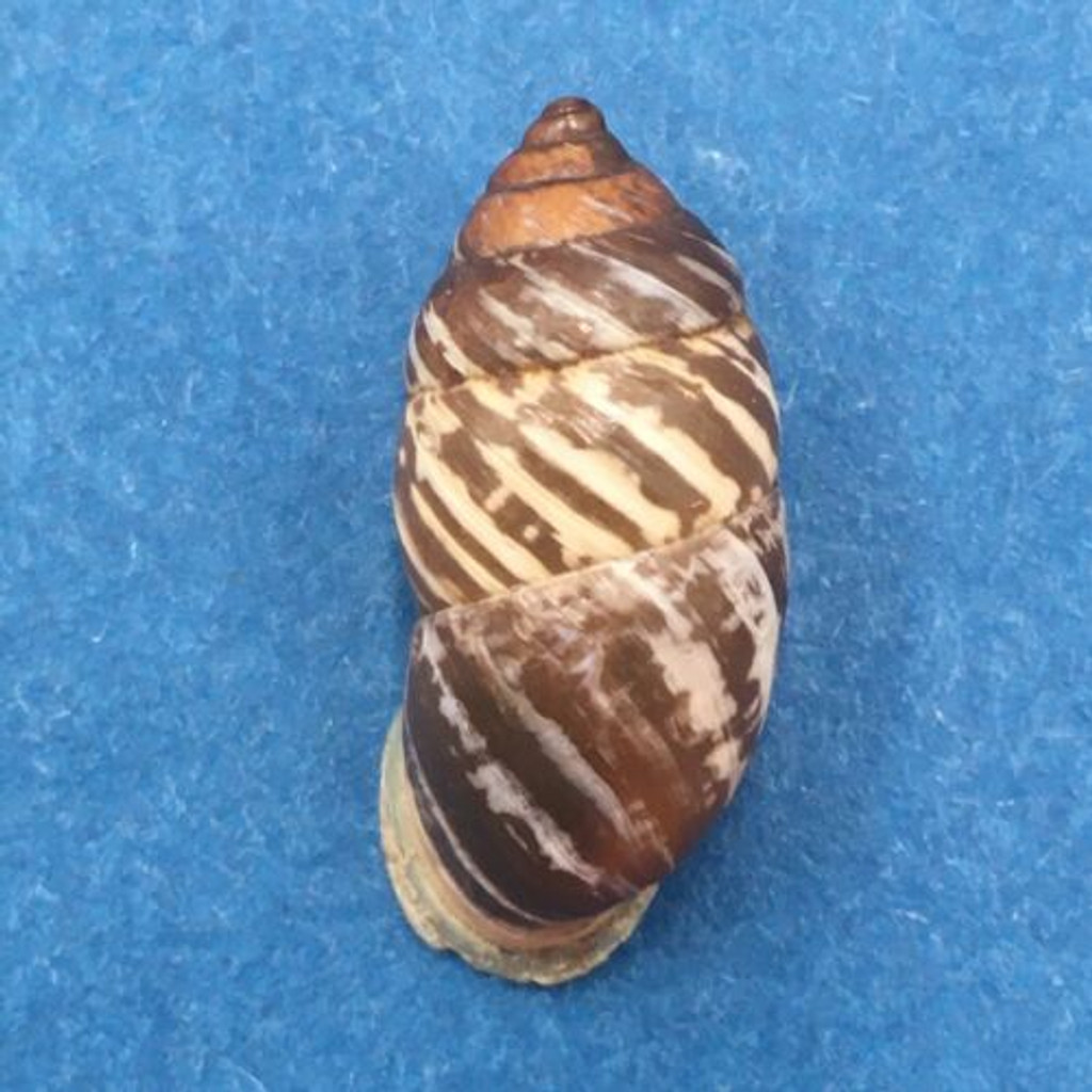 #13 Pupinidius obrutschewi 21.1mm China Enidae