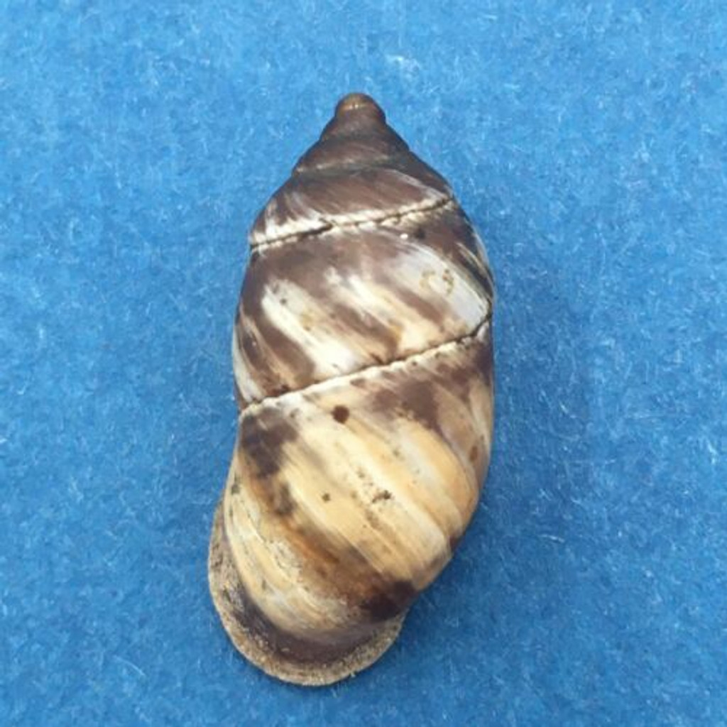 #5 Pupinidius nanpingensis 21.7mm South Gansu, China Enidae