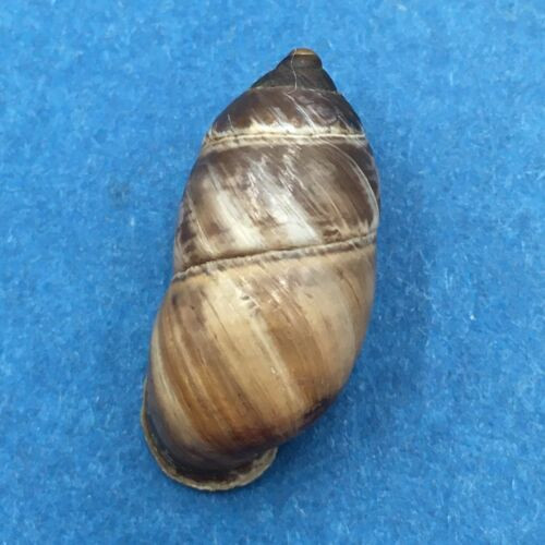 #8 Pupinidius nanpingensis 22.9mm South Gansu, China Enidae