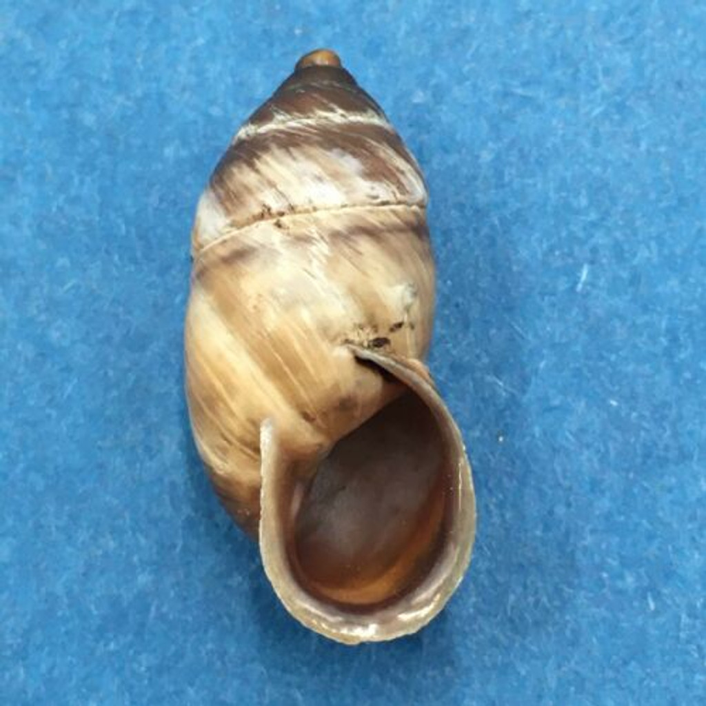 #9 Pupinidius nanpingensis 22.8mm South Gansu, China Enidae