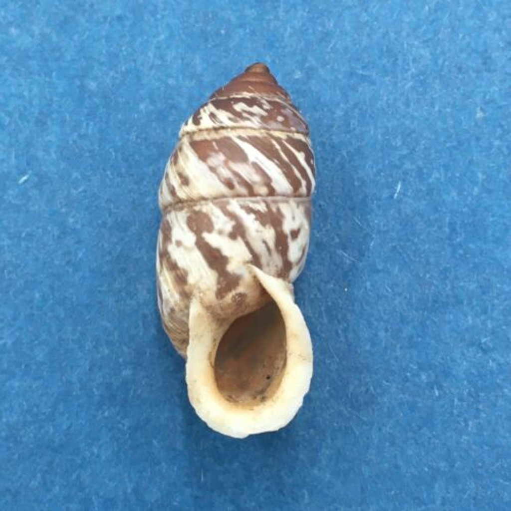 #7 Pupinidius obrutschewi 23mm China Enidae