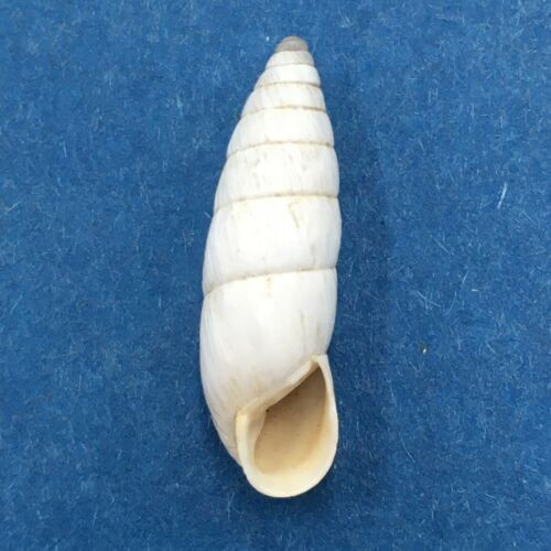 #1 Leucomastus varnensis 19mm Razdelna, Bulgaria, On Grasses, Enidae