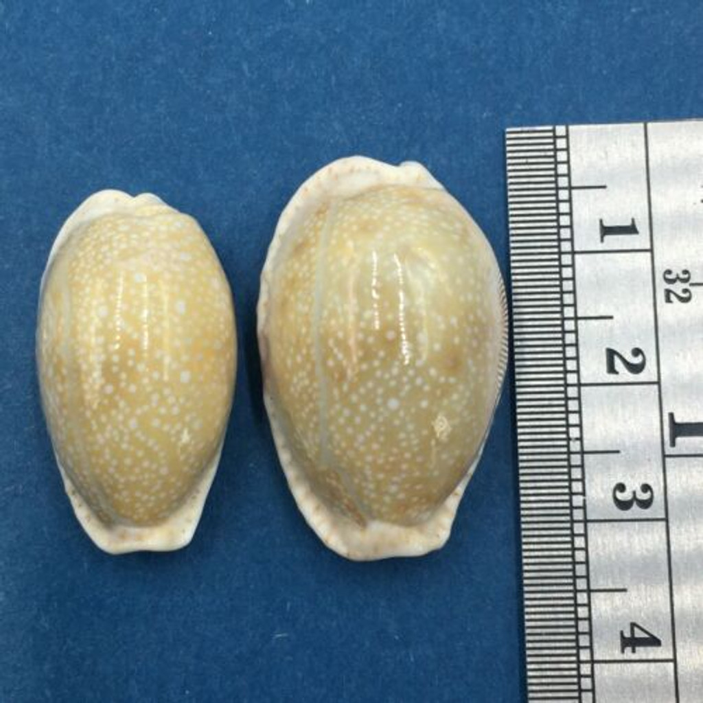 #16 Cypraea (Naria) erosa Set x2 26-29mm Netted, Negros Island, Philippines