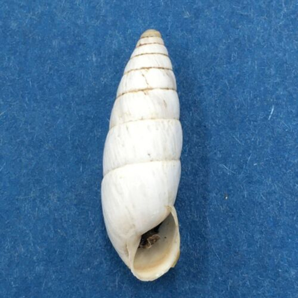 #8 Leucomastus varnensis 18.9mm Razdelna, Bulgaria, On Grasses, Enidae