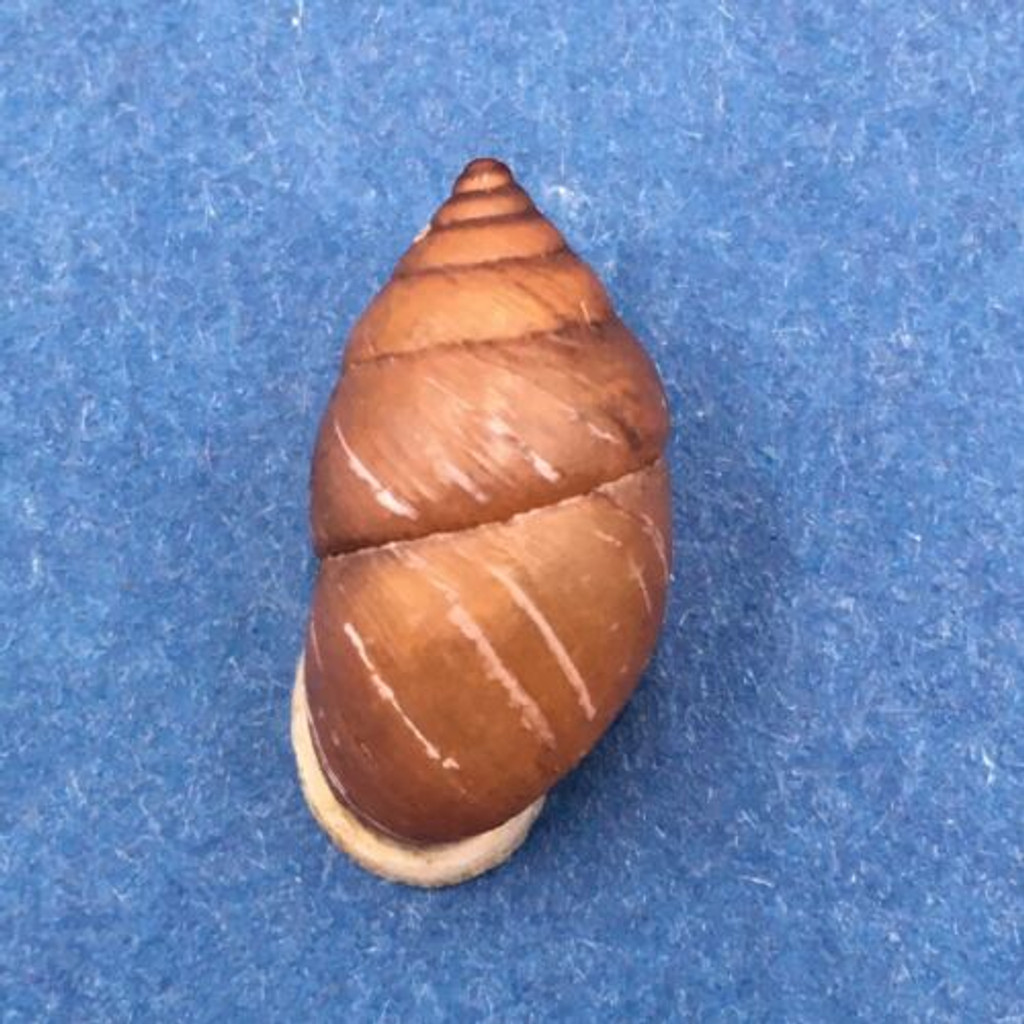 #22 Pupinidius nanpingensis 19.1mm South Gansu, China Enidae